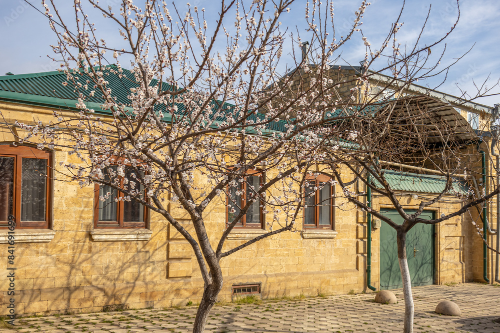 An orchard near the house. White apricot flowers in spring. A flowering tree in front of the house. Branches of a fruit tree with white flowers on a sunny day. Background of white plum blossoms. An orchard near the house. White apricot flowers in spring. A flowering tree in front of the house. Branches of a fruit tree with white flowers on a sunny day. Background of white plum blossoms.