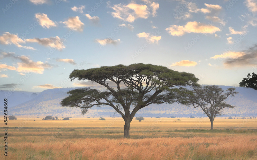 Obraz premium Umbrella Tree in Serengeti National Park, Tanzania, Africa