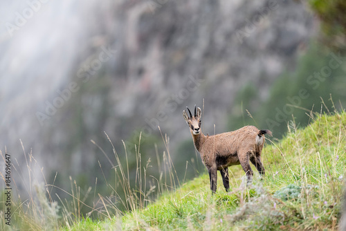 Wild Alps  at the edge of the forest  the Alpine chamois female  Rupicapra rupicapra 