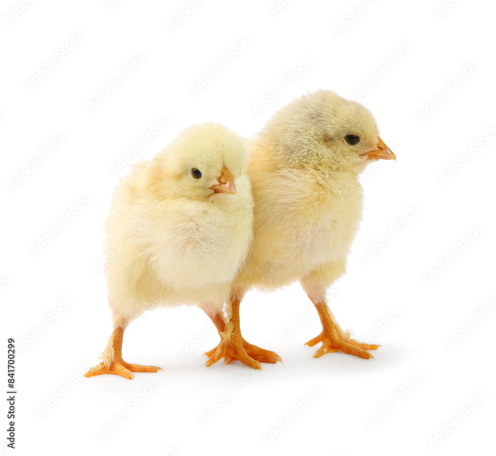 Two cute chicks isolated on white. Baby animals Two cute chicks isolated on white. Baby animals