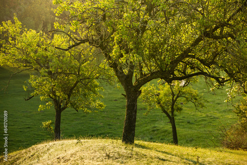 Photo with landscape and beautiful green nature in the Republic of Moldova, a small friendly country in Eastern Europe.