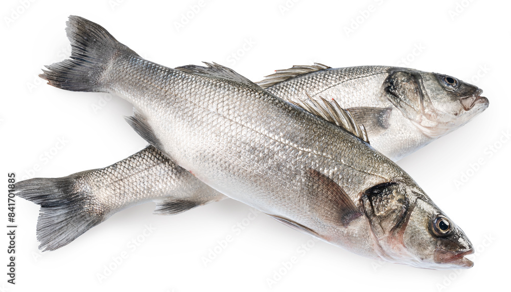 Sea bass, raw sea fishes on white background. File contains clipping path.