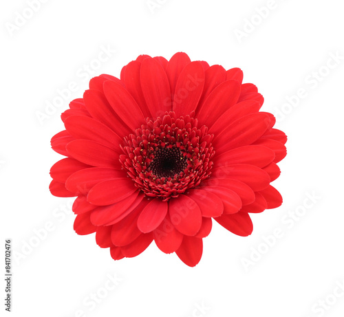 Beautiful red gerbera flower isolated on white