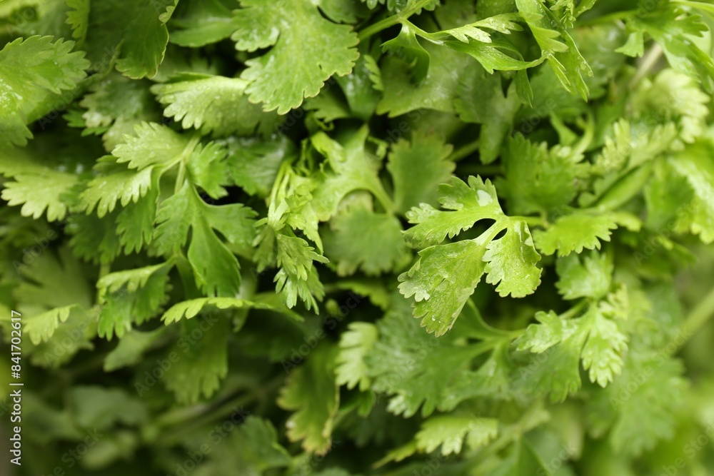 Fresh green coriander leaves as background, top view Fresh green coriander leaves as background, top view