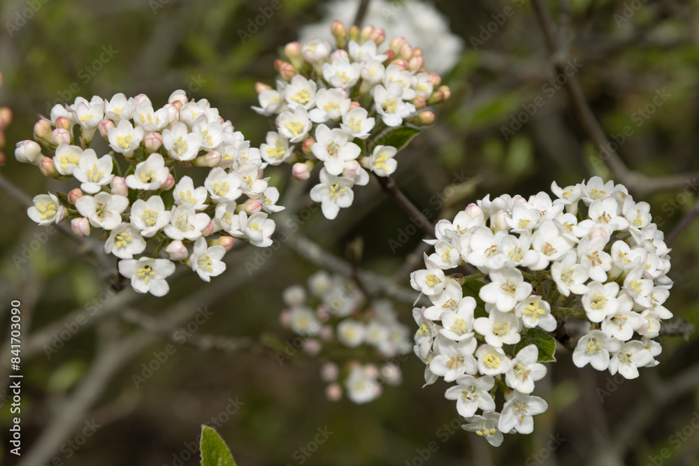 Fleurs de Viburnum carlesii Fleurs de Viburnum carlesii