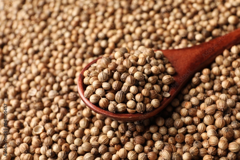 Dried coriander seeds and wooden spoon, closeup Dried coriander seeds and wooden spoon, closeup