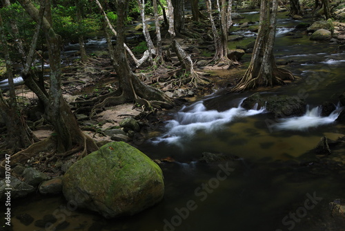 Buttress root of Elaeocarpus grandiflorus . Klong Lan National park ,Thailand 