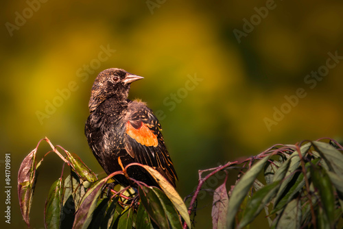 Close up of a male red-winged blackbird perched on tree branches among green leaves