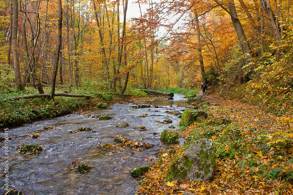 golden autumn in the forest. Landscape with a river in an autumn forest golden autumn in the forest. Landscape with a river in an autumn forest