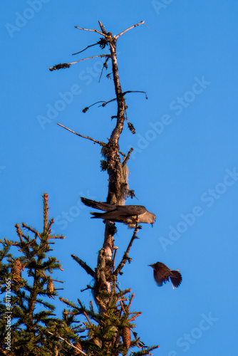 A cuckoo is perching on a spruce at a sunny spring morning on the mountains. A water pipit, anthus spinoletta, attacks him.