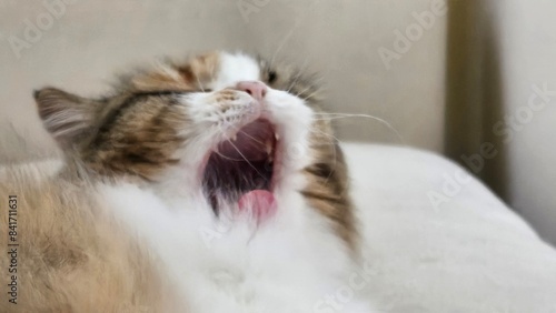 The white-brown cat with green eyes was opening its mouth and yawning.