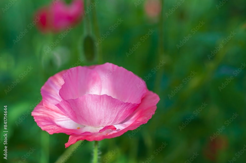 Pink poppy flower with blurred green background, selective focus on delicate petals. Pink poppy flower with blurred green background, selective focus on delicate petals.