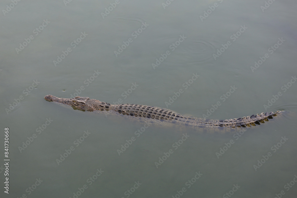 The salt crocodile swimming on the river near canal The salt crocodile swimming on the river near canal