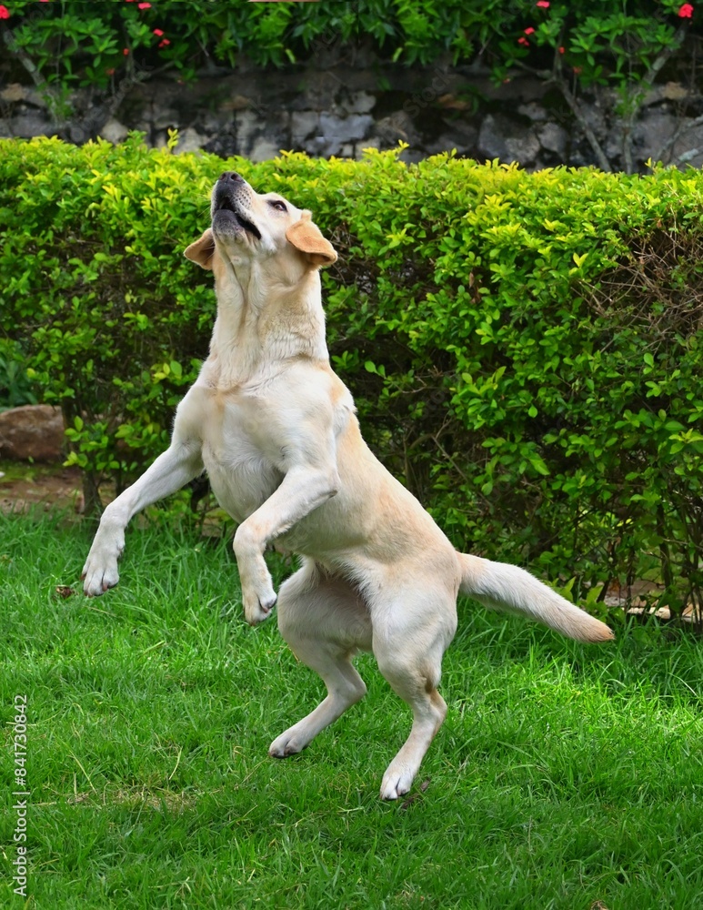 Cute white labrador retriever dog jumping on the green grass garden, enjoying in garden Cute white labrador retriever dog jumping on the green grass garden, enjoying in garden
