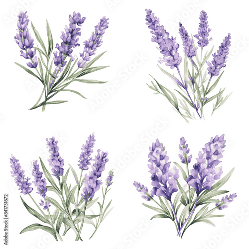A digital watercolor painting of four lavender sprigs with purple flowers and green leaves, isolated on a white background