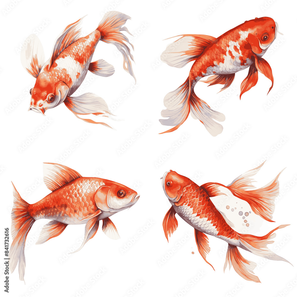A watercolor painting featuring four red and white koi fish with white backgrounds A watercolor painting featuring four red and white koi fish with white backgrounds