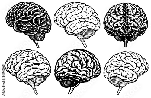 Set of detailed monochrome zombie brains with black and white ink drawing. Halloween collection for horror and spooky themed decorations and prints