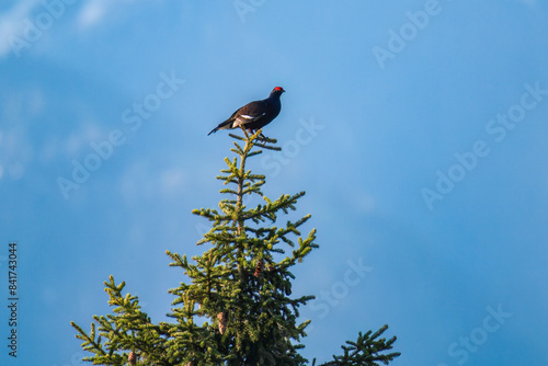 a blackgrouse, lyrurus tetrix, on a spruce tree in the courtship, at a sunny spring morning, with the alps in the background photo