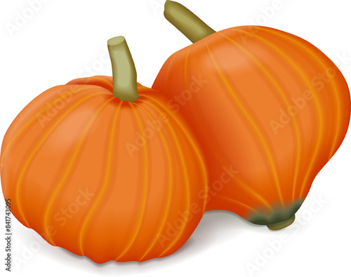 Group of Golden Nugget squash Winter squash. Cucurbita maxima. Fruits and vegetables. Isolated vector illustration.