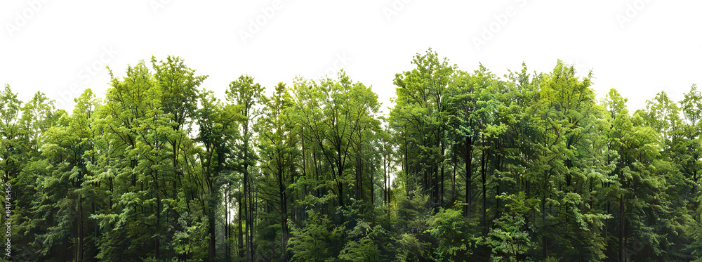 Fototapeta premium Lush green forest cut out