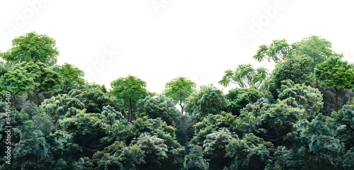 Fototapeta Naklejka Na Ścianę i Meble -  Lush green forest cut out