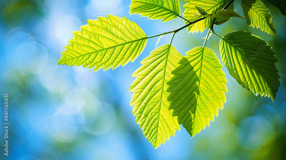 Nature background - close up photography of green leaves with blue sky on the back Nature background - close up photography of green leaves with blue sky on the back