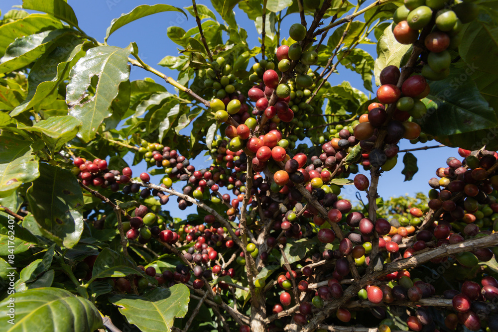 Closeup of red ripe coffee beans on the tree. Brazil Closeup of red ripe coffee beans on the tree. Brazil