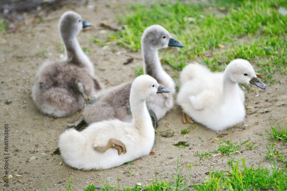 Four swan young of Mute Swan (Cygnus olor) sitting togetheron the shore. Four swan young of Mute Swan (Cygnus olor) sitting togetheron the shore.