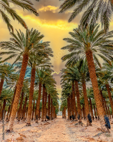 Plantation of date palms for healthy and GMO free food production. Date palm ...