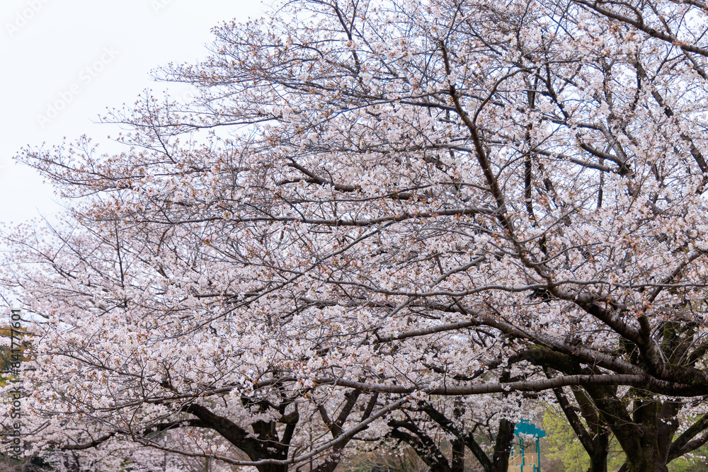 春の満開な美しい桜の花々 春の満開な美しい桜の花々