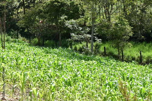 Valokuvatapetti field of korn