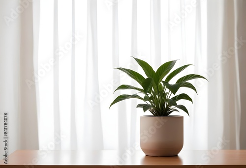 Minimalistic setting with a plant on a table  a windowsill. 