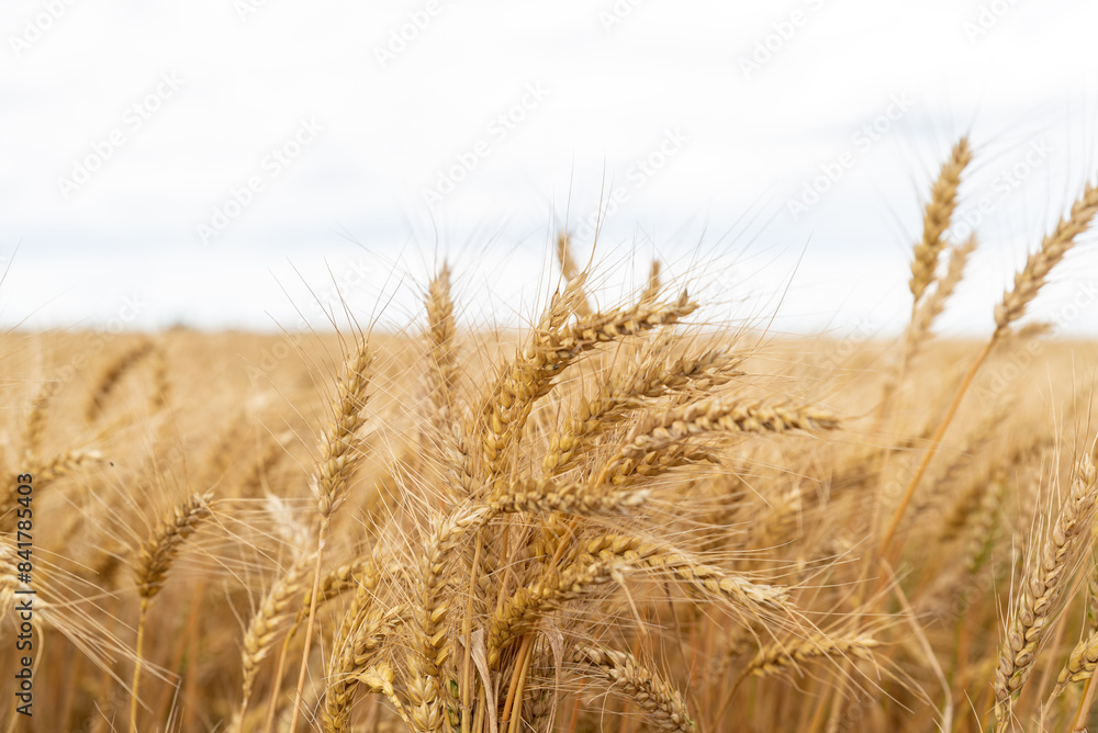 Fototapeta premium wheat field full screen with blue sky