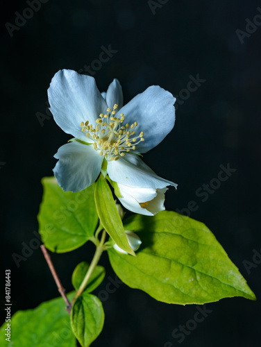 Philadelphus sp. -  (mock-orange), delicate white fragrant flowers of a bush on a black background photo