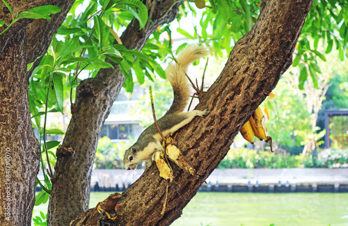 Adorable squirrel eating bananas some people left on the tree photo