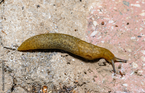 Limacus flavus - crawling yellow slug in the garden