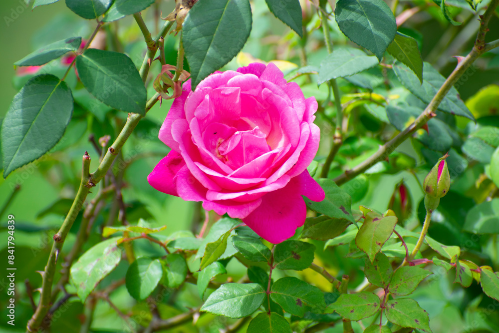 pink rose pink rose