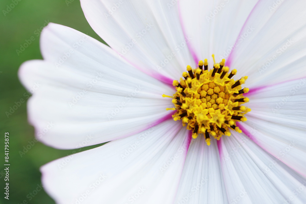 Closeup of Gorgeous Detail of Blooming Garden Cosmos Florets Closeup of Gorgeous Detail of Blooming Garden Cosmos Florets