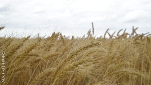 wheat field full screen with blue sky