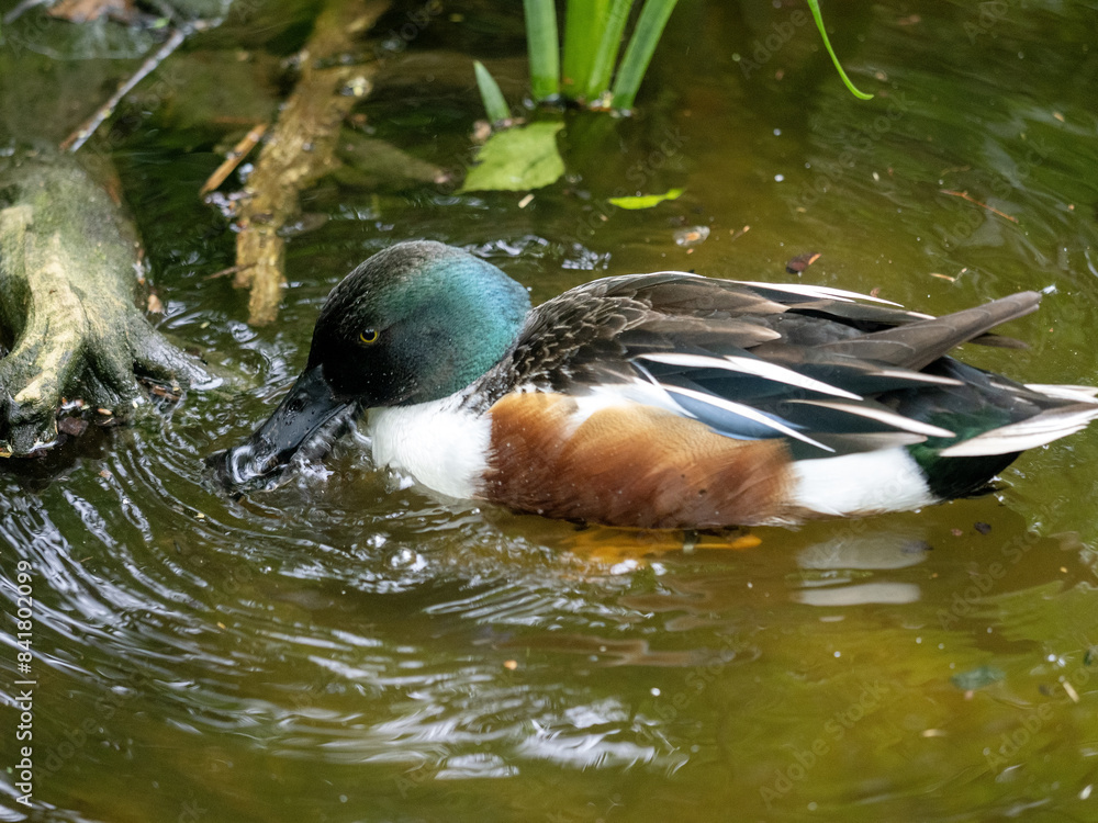 Northern shoveler, Spatula clypeata, foraging on the shore