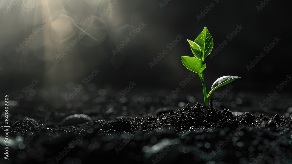 baby plant seedling on sunlight background baby plant seedling on sunlight background