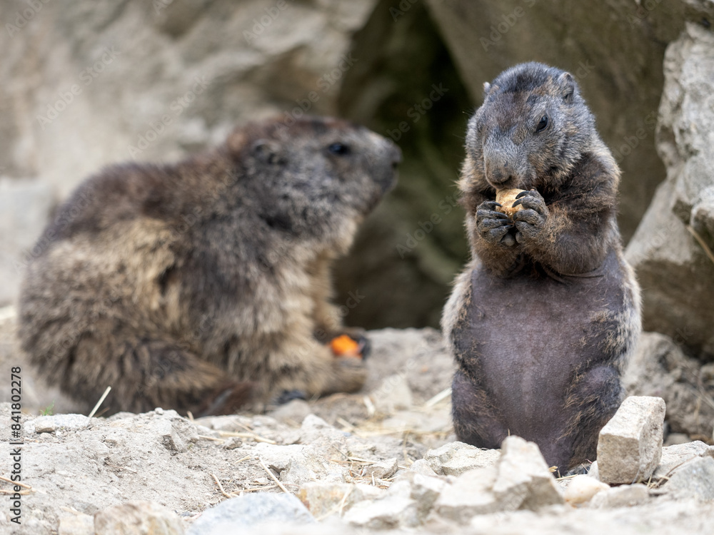 Alpine marmot, Marmota marmota, feeds on food it has found