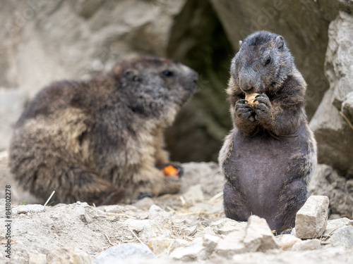 Obraz na płótnie Alpine marmot, Marmota marmota, feeds on food it has found w salonie