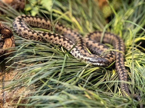 Obraz na płótnie Steppe viper, Vipera ursinii moves in the grass w salonie
