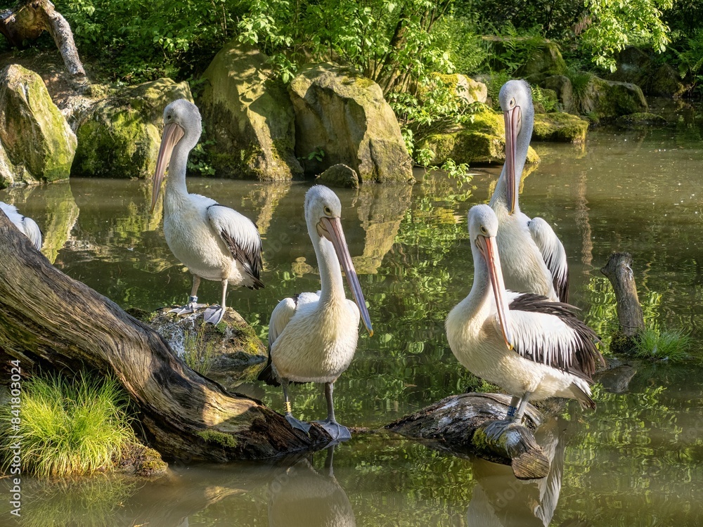 A group of Australian Pelicans, Pelecanus conspicillatus, sits on the water and looks for food