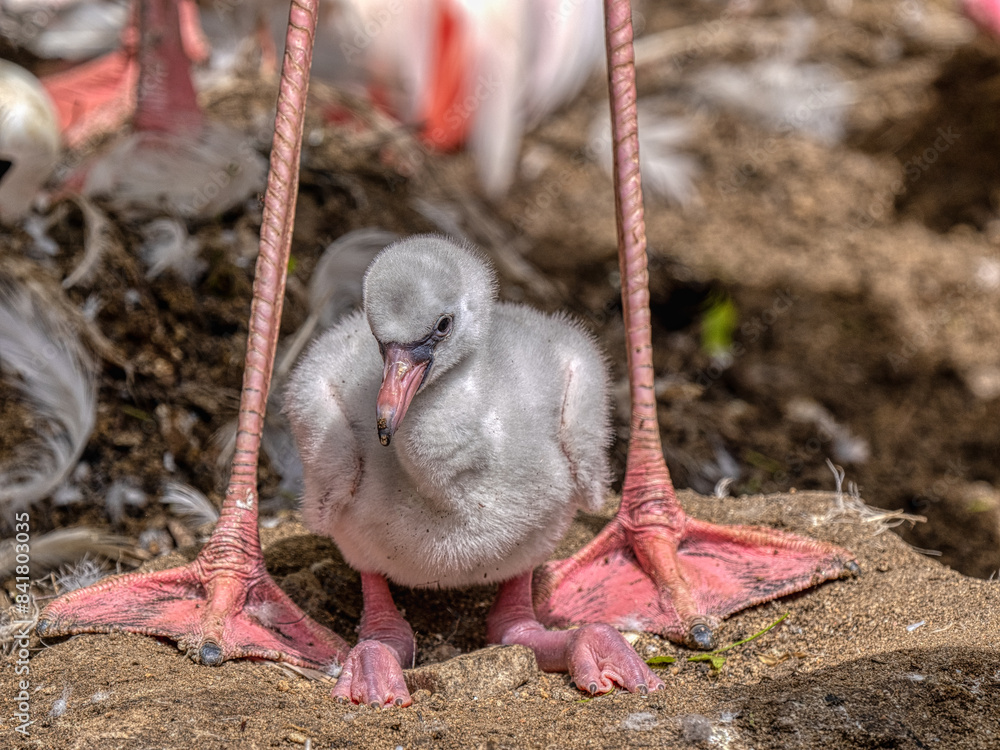 A newborn baby Rosa Flamingo, Phoenicopterus roseus, is full of care from its mother