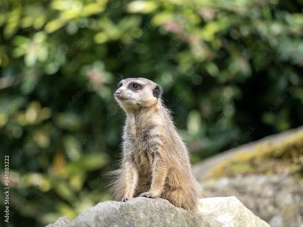 Meerkat, Suricata suricatta, sits on a rock and observes the surroundings