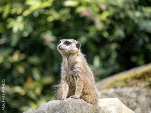 Obraz na płótnie Meerkat, Suricata suricatta, sits on a rock and observes the surroundings w salonie