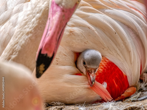 A newborn baby Rosa Flamingo, Phoenicopterus roseus, is full of care from its mother