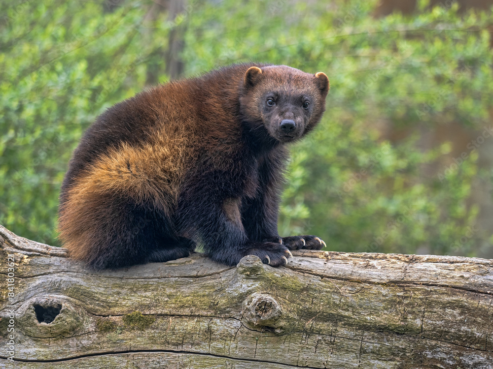 Wolverine, Gulo gulo, sits on a trunk and observes the surroundings